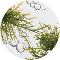 Algen Extract