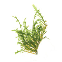 ALGEN EXTRACT