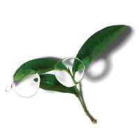 GROENE THEE EXTRACT