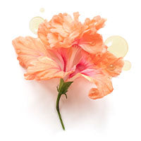 HIBISCUS BASTEXTRACT