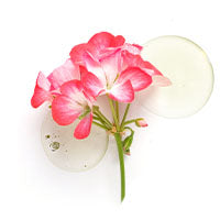ROZENGERANIUM EXTRACT
