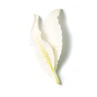 Witte Lelie Extract