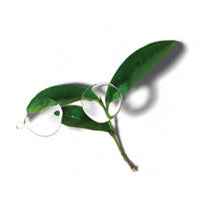 Groene Thee Extract
