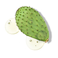 Cactusvijg