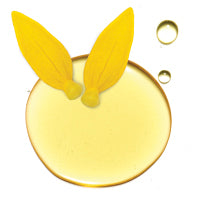 Zonnebloempitolie