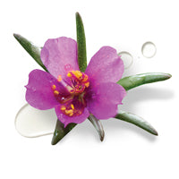 Portulaca Pilosa Extract