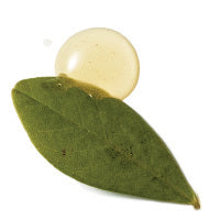 Olive Oil